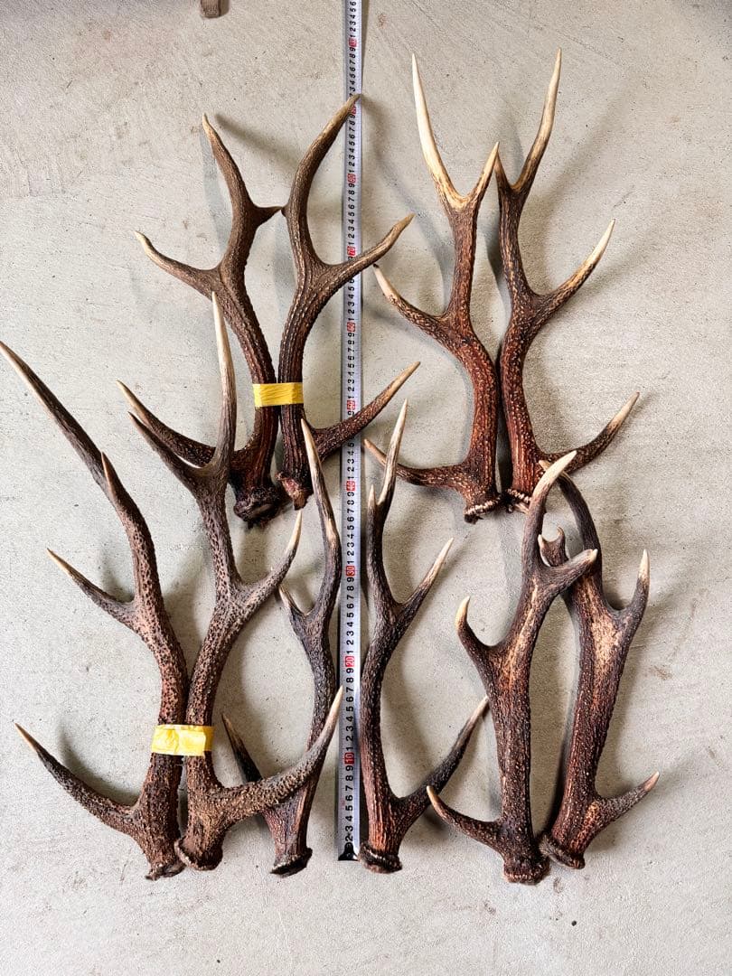 天然鹿の角5対(10本)セット No.7