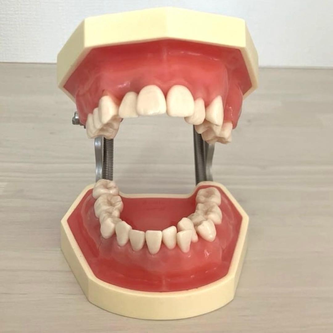 NISSIN ニッシン額模型　叢生顎模型