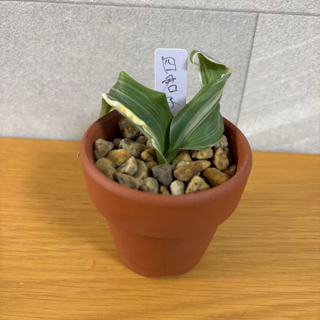 四君子　専用出品