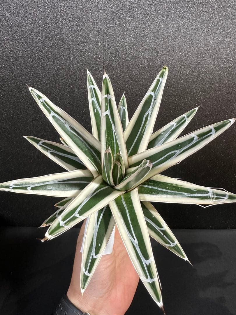 大特価【氷山　親株　完成苗⭐︎】　（アガべ　笹の雪）
