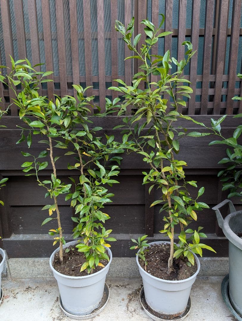 【準絶滅危惧種】日本最古の柑橘である大和橘１本（左側の低木）