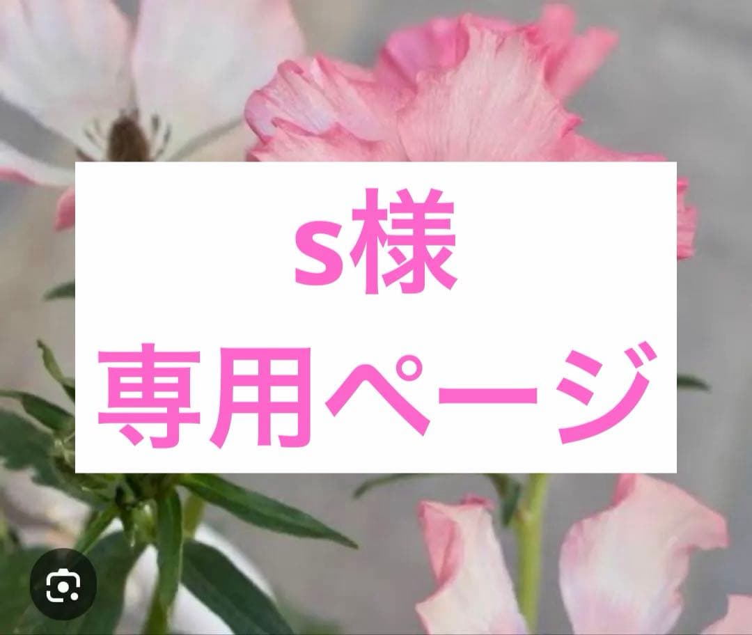 ラナンキュラスラックス苗、イーシス、廃盤品、正規品、ラベル付き