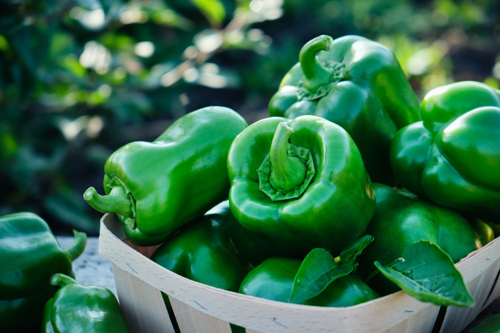 Sweet bell green pepper in the garden